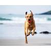 imageChuckIt HighBounce Rubber Fetch Ball Small Colors Vary 2 PackAssorted