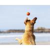 imageChuckIt HighBounce Rubber Fetch Ball Small Colors Vary 2 PackMulti