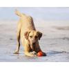 imageChuckIt HighBounce Rubber Fetch Ball Small Colors Vary 2 PackMulti