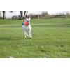 imageChuckit Amphibious Tumble Bumper Dog Toy Floats on waterLargeLarge