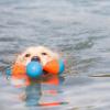 imageChuckit Amphibious Tumble Bumper Dog Toy Floats on waterLargeMedium