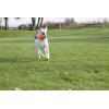 imageChuckit Amphibious Tumble Bumper Dog Toy Floats on waterLargeMedium