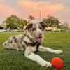 imageChuckit Dog Tennis Ball Dog Toy Medium 25 Inch Diameter for dogs 2060 lbs Shrink Wrap Pack of 2Medium  Pack of 2