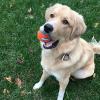 imageChuckit Dog Tennis Ball Dog Toy Medium 25 Inch Diameter for dogs 2060 lbs Shrink Wrap Pack of 2Medium  Pack of 2