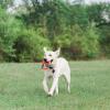 imageChuckit Ring Chaser Dog Ball Launcher Dog Toy Set 22 Inch Length with 45 Inch Dog Ball Ring