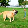 imageChuckit Ultra Duo Tug Dog Toy Small Indoor and Outdoor Dog Ball for Dogs 020 PoundsOrange Blue