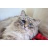 imageARM ampamp HAMMER Cat PanLitter Box Small Pearl Ash Blue