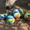 imageChuckit Limited Edition EcoFetch Ball Dog Toy Medium 25 Inch Diameter Pack of 3 for Breeds 2060 lbsEcoFetch