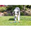 imageChuckit Limited Edition EcoFetch Ball Dog Toy Medium 25 Inch Diameter Pack of 3 for Breeds 2060 lbsEcoFetch Stick