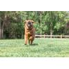 imageChuckit Limited Edition EcoFetch Ball Dog Toy Medium 25 Inch Diameter Pack of 3 for Breeds 2060 lbsEcoFetch Stick