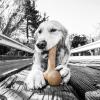 imagePet Qwerks Dinosaur BarkBone  Nylon Dog Bone for Tough Chewers Real Bacon FlavorDino