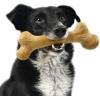 imagePet Qwerks Dinosaur BarkBone  Nylon Dog Bone for Tough Chewers Real Bacon FlavorDino