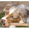 imagePet Qwerks Dinosaur BarkBone  Nylon Dog Bone for Tough Chewers Real Bacon FlavorDino