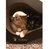 imagePetFusion Ultimate Cat Scratch Lounge Cat Scratchers for Indoor Cats Reversible ampamp Durable Made from Recycled Corrugated Cardboard Walnut BrownWalnut Brown