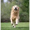 imagePet Qwerks Barkbone Chew Ring Chamomile Vanilla Flavored Nylon Chew Bone Dog Toy 575quot