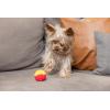 imagePet Qwerks Blinky Babble Ball  Flashing Interactive Chew Dog Toy  MediumAnimal Sounds Babble