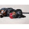 imagePet Qwerks Blinky Babble Ball  Flashing Interactive Chew Dog Toy  MediumBlinky Babble