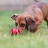 imagePet Qwerks Blinky Babble Ball  Flashing Interactive Chew Dog Toy  MediumBlinky Babble