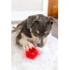 imagePet Qwerks Blinky Babble Ball  Flashing Interactive Chew Dog Toy  MediumBlinky Babble
