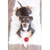 imagePet Qwerks Blinky Babble Ball  Flashing Interactive Chew Dog Toy  MediumBlinky Babble