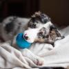 imagePet Qwerks Blinky Babble Ball  Flashing Interactive Chew Dog Toy  MediumTalking Babble