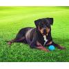 imagePet Qwerks Blinky Babble Ball  Flashing Interactive Chew Dog Toy  MediumTalking Babble