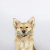 imagePet Qwerks Original BarkBone  Nylon Dog Bone for Aggressive Chewers  Bacon Flavor  775quotOriginal